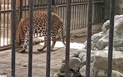 Sakkarbaug Zoological Garden